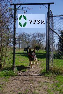 hund vpsm